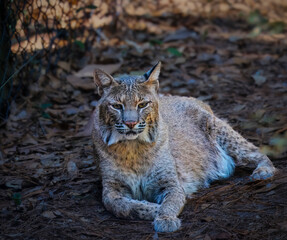 A Bobcat is laying on the ground with its head down