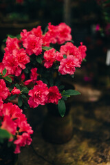 red flowers in a garden