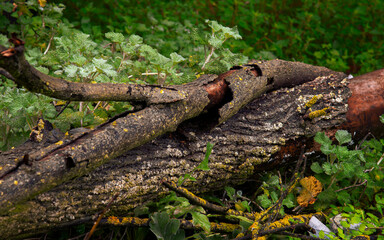 Moss on a branch in a spanish forest
