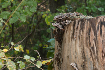 Fungus on a piece of rotten wood in a humid forest