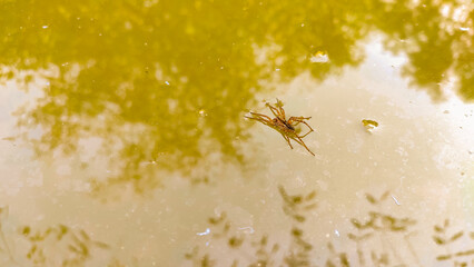 fishing spider in the water.