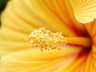Close-up of a partially open hibiscus flower with soft, yellow petals and a cluster of tiny, powdery pollen grains on its anther, outdoor, flower