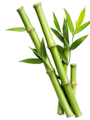 Obraz premium finely detailed twisted bamboo stalk emerges with vibrant green leaves, showcasing organic beauty and natural elegance