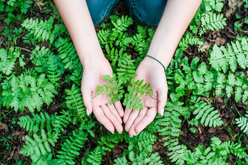 Farmer hands holding young plant with soil