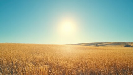Obraz premium Sunlit golden wheat field under clear blue sky