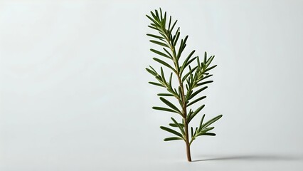 Fresh rosemary sprig on white background, minimalist botanical photography. Perfect for culinary, beauty, or wellness projects.
