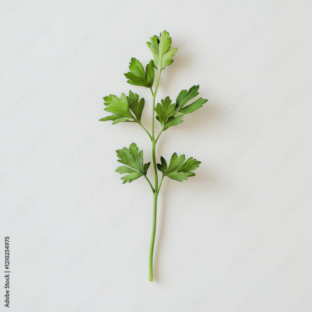 Aufkleber fresh parsley sprig vibrant in color on a clean background ready for culinary use and garnishing dis