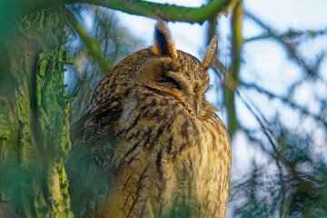 Schlafende Waldohreule