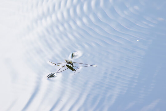 close-up of a water strider, pond skater on the lake, calm water with gerridae, blue water, gray lake, Gerris lacustris, gerridae and gentle waves, wave pattern, wavy pattern