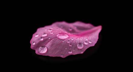 水滴をまとう桜の花びら、透明感あふれるマクロ撮影