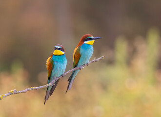 Pareja de abejarucos