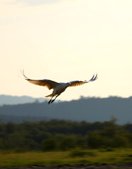 take off, Dynamic motion, with white tones