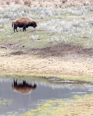 A female bison or American buffalo (Bison bison) reflection as she grazes in Yellowstone National Park, Wyoming, North America 