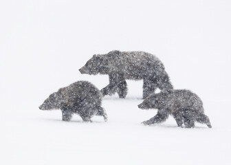 Grizzly Bear, (Ursus arctos horribilis), Falicia with Cubs in a spring snowstorm, Grand Teton National Park, 