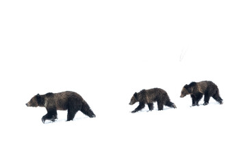 Grizzly Bear, (Ursus arctos horribilis), Falicia with Cubs in a spring snowstorm, Grand Teton National Park, 