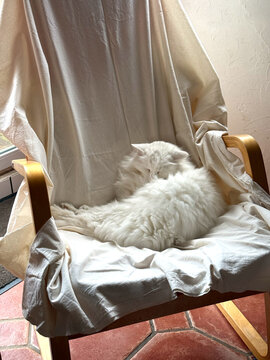 Wei&szlig;e Langhaar Katze liegt auf einem wi&szlig; &uuml;berzogenen Sessel - warmer Ton