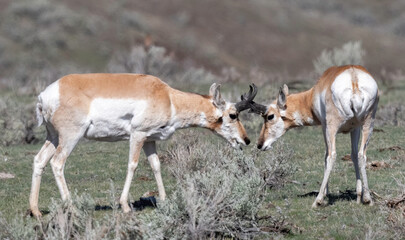 Pronghorn antelope (Antilocapra americana) are the fastest-living land mammals in North America 