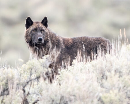Gray wolf (Canis luous) from Junction Butte Pack, Yellowstone National Park, Wyoming