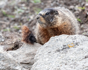 Yellow-bellied Marmot (Marmota flaviventris), a large, heavy-bodied rodent with grizzled brown fur and yellow bellies, Also known as rock chucks, Yellowstone National Park 