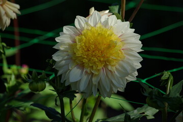  Dahlia jaune et blanc au jardin en été