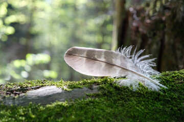 feather bird on mossy stump in forest, abstract nature background. beautiful mysterious image of wild nature. feather - symbol of dreams, lightness, heaven, soul, freedom, purity, fragility