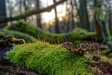 Pilz auf Totholz