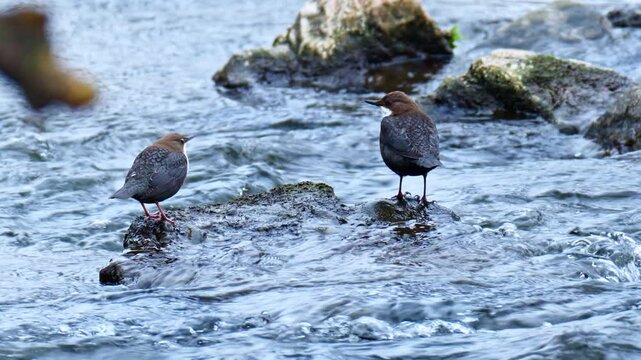 Pair of white throated dippers, Cinclus cinclus also known as the European dipper or just dipper, an aquatic passerine bird.