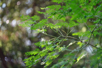 Moringa is blossoming with beautiful green leaves and beautiful white flowers.