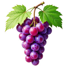 cutout batch of Grapes isolated on transparent or white background, transparent png
