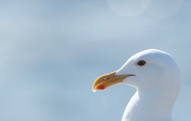 Seagull at Lobos State Park, California