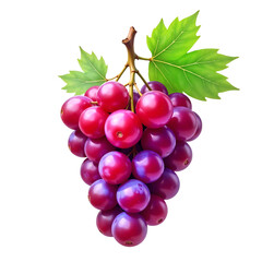 Fototapeta premium cutout batch of Grapes isolated on transparent or white background, transparent png