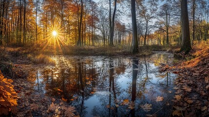 Autumnal Forest Sunset Panorama