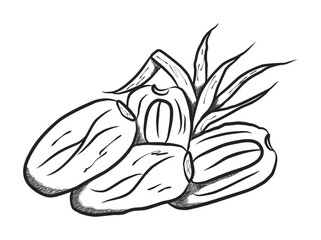 Hand-drawn illustration of fresh Dates and leaves ideal for organic food promotions or culinary themed designs.