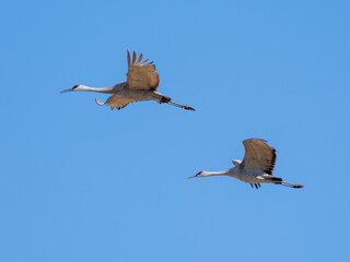 Sandhill crane in flight with blue sky