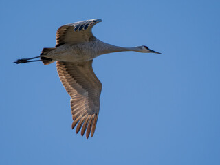 Sandhill crane in flight with blue sky
