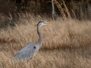 Great blue heron near water with tall grass in background