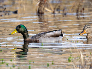 Mallards swimming in water with plants