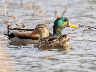 Mallards swimming in water with plants