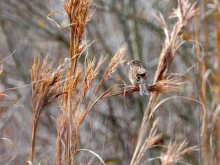 Field sparrow feeding on tall grasses