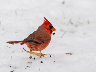 Male northern cardinal in snow