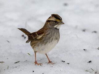 White-throated sparrow bird in snow