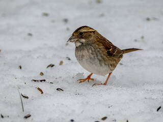White-throated sparrow bird in snow
