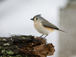 Tufted titmouse perched on icy log in snow
