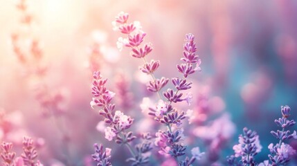 Naklejka premium Soft Lavender Blossoms in Sunlight
