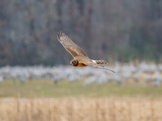 Fototapeta premium Northern harrier bird hunting over a field