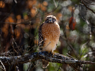 Red-shouldered hawk perched on branch with backlighting
