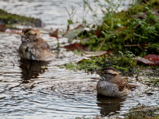 White-throated sparrows bathing in stream