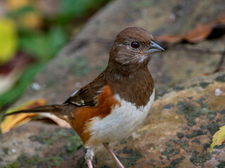 Female eastern towhee portrait on a rock