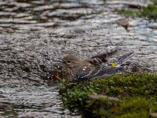 Yellow-rumped warbler bathing in stream
