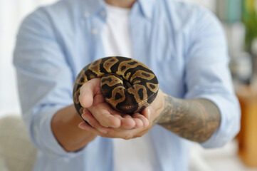 Close-up of person holding coiled python snake in hands, showcasing intricate patterns on snake skin
